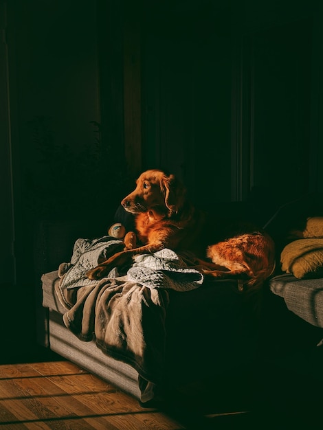 Portrait of dog sitting on bed at home