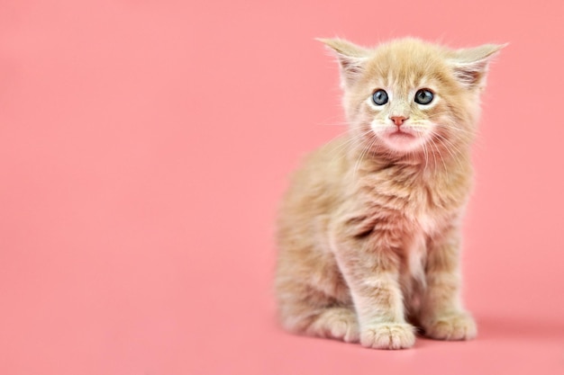 Portrait of kitten