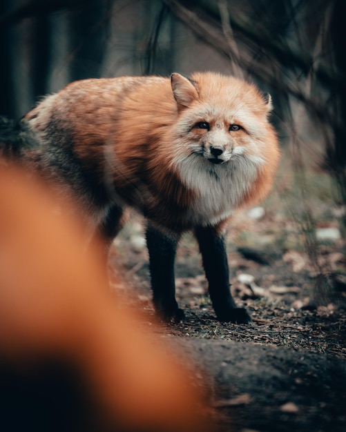 Portrett av en katt som ser bort