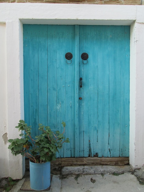 Potted plant by closed door