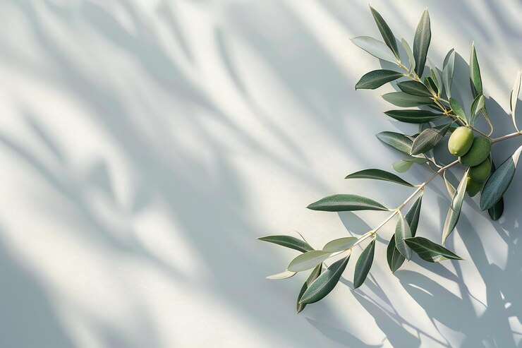 Presenting photo of a minimalist olive branch on the right side against a plain light grey backgroun