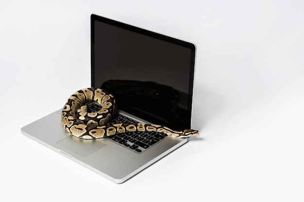 real python snake and laptop computer concept of using highlevel programming language for software engineering
