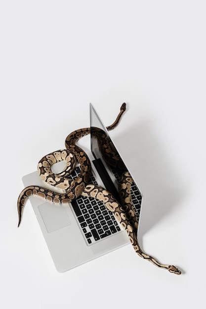 real python snakes and laptop computer concept of using highlevel programming language for software engineering
