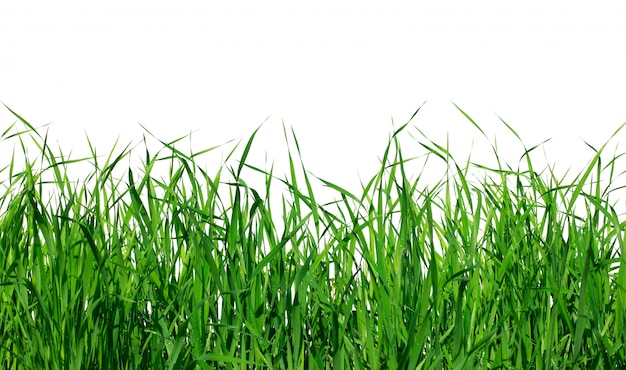 Realistic green grass  on white background