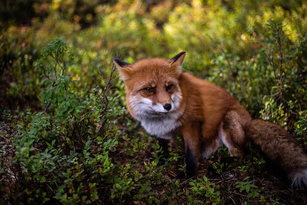 Red fox sitting against plants in forest