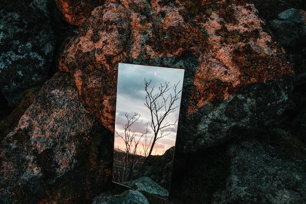 Reflection of bare tree in mirror by rock