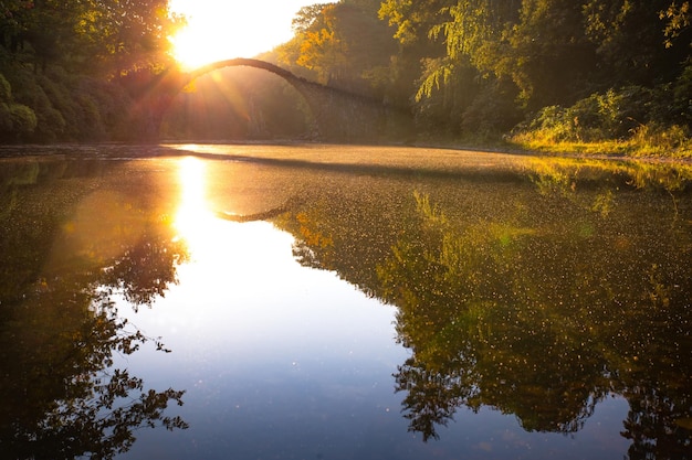 Refleksjon av trær i vann