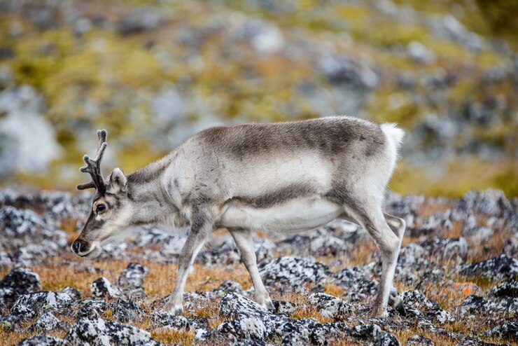 Foto reindeer