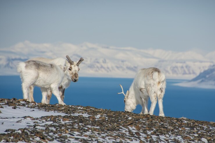 Foto reindeers standing on field by lake against snowcapped mountains