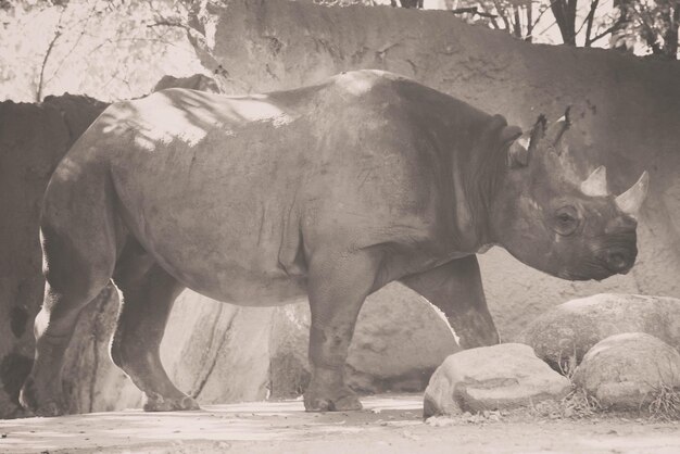 Rhinoceros standing at zoo