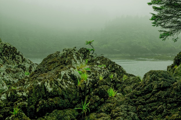 rock formation by sea in forest during foggy weather