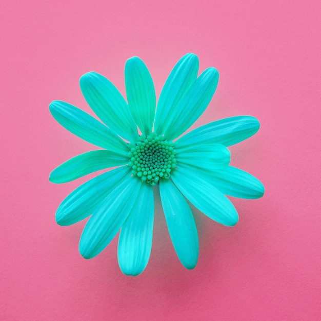 romantic blue flower in springtime