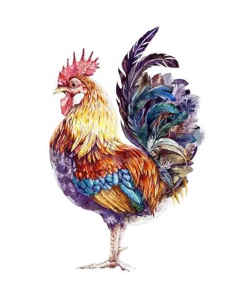 Rooster watercolor illustration Hand drawn realistic bright domestic farm bird