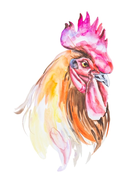 Rooster watercolor illustration isolated on a white background