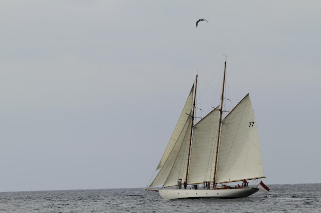 Sailboat in sea against clear sky