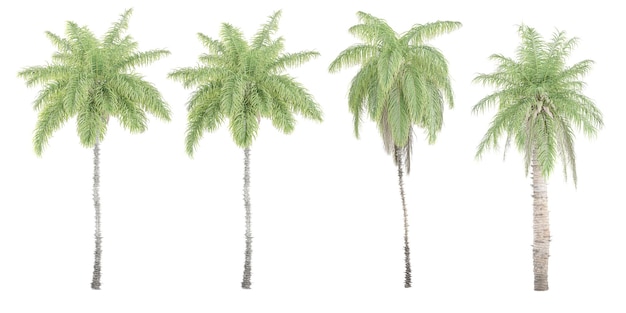 set of Queen PalmDate Palm trees on transparent background 3D rendering