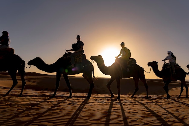 Side view of people sitting on camels in desert during sunset