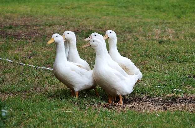 Side view of swans on grass