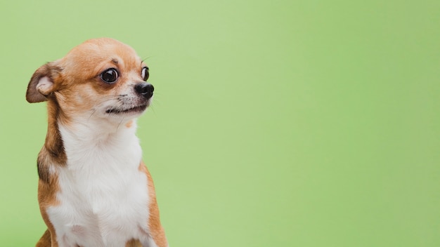 Sidevisning av liten hund som venter, med kopiplass