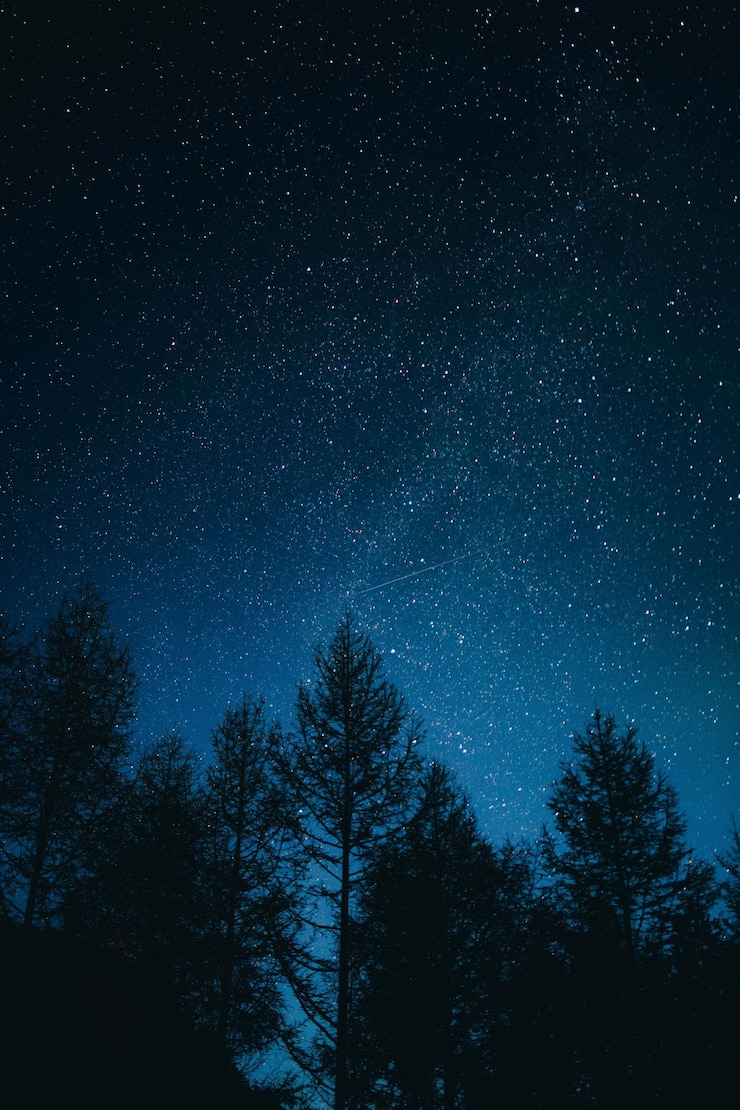 Foto silhuett av tette trær i bakgrunn av stjernehimmel