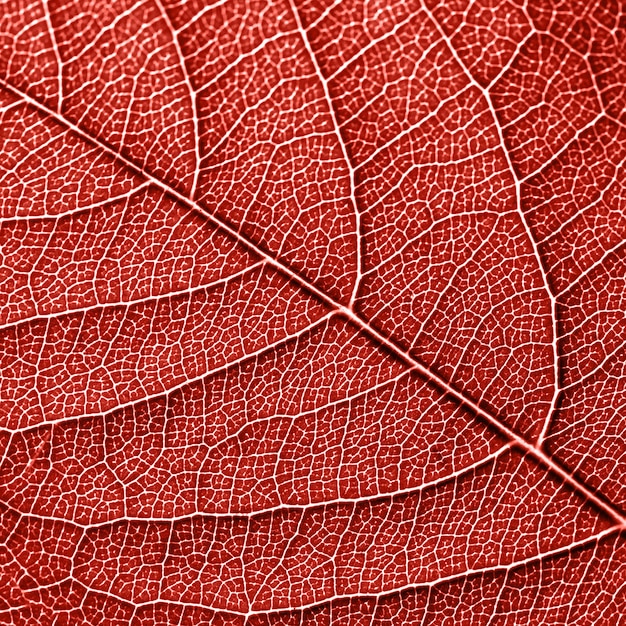 skeleton of natural leaf, pattern of leaves with veins. creative background for your ideas in a color living coral . top view