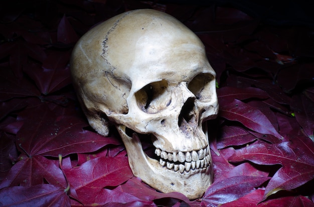 Skull on leafs, still life