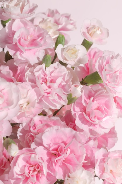 Soft pink carnation flowers in full bloom captured in natural daylight on pink background