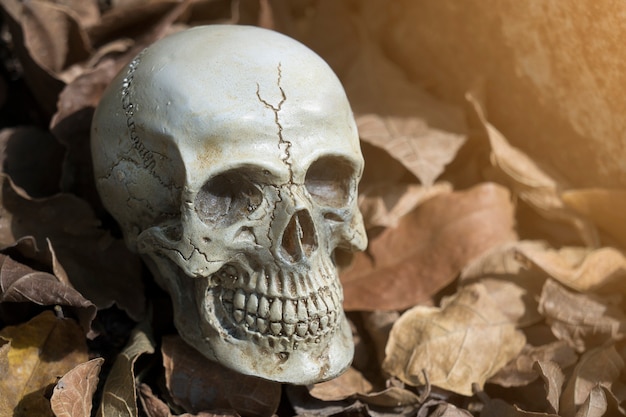 Still-life of human skull on dry leaf