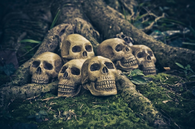 Still Life with human skull  on the roots 