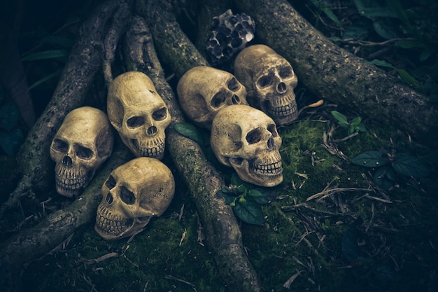 Still Life with human skull  on the roots 