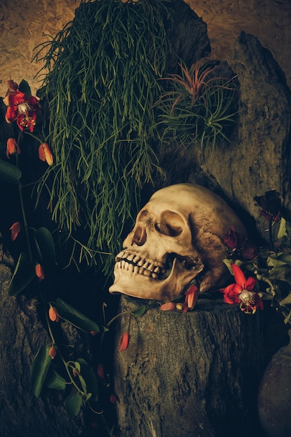 Stilleben med et menneskekranie med ørkenplanter, kaktus, roser og tørkede blomster.