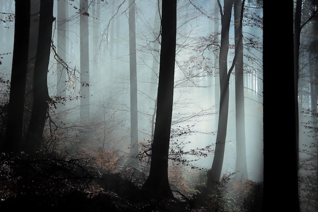 Sunlight through trees in forest
