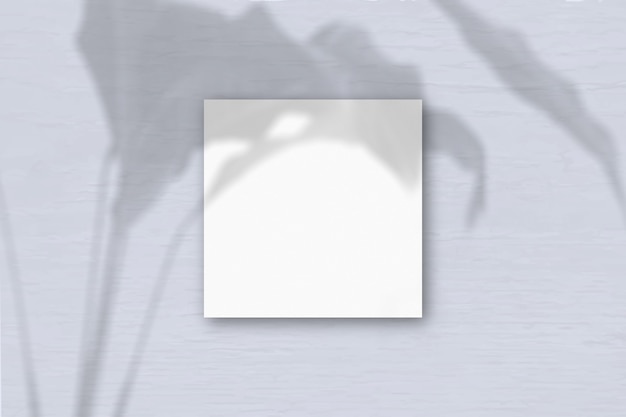 The square sheet of white textured paper on the grey wall background. Mockup overlay with the plant shadows. Natural light casts shadows from an exotic plant.Flat lay, top view.Horizontal orientation