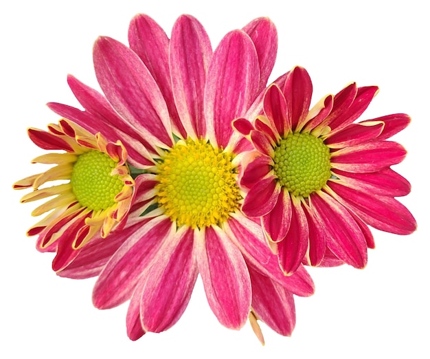 To rosa og gule blomster med hvit bakgrunn