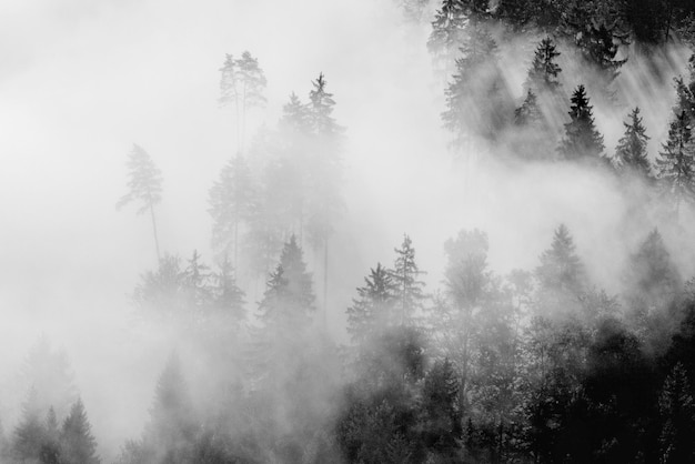 Trær i skogen i tåkete vær