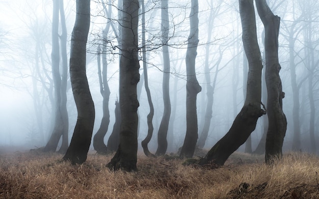 Trær i skogen i tåkete vær