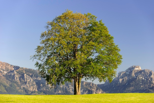 Tree on field against mountains and clear sky