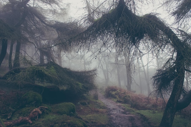 Trees growing on field in foggy weather