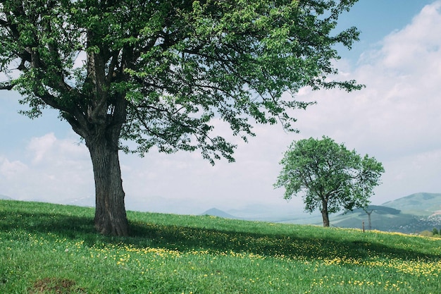Trees on grassy field against sky