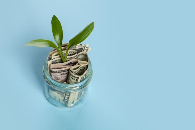 US dollas with growing up green plant on blue background Profit income and earnings concept