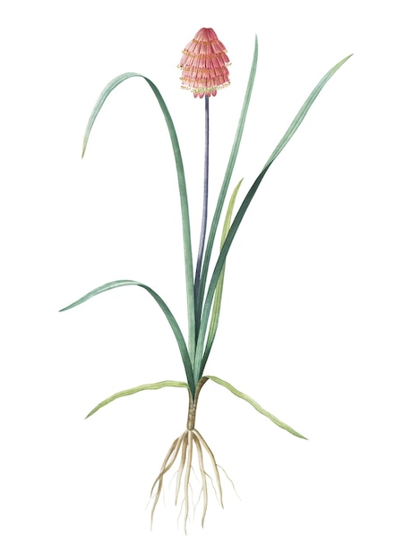 Veltheimia abyssinica png sticker vintage botanical illustration transparent background