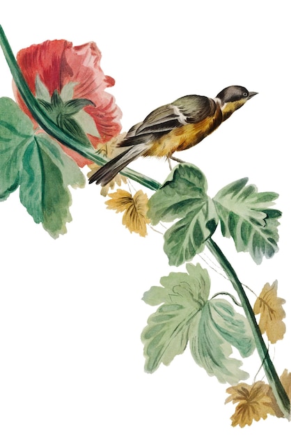 vintage bird on flower branch png illustration