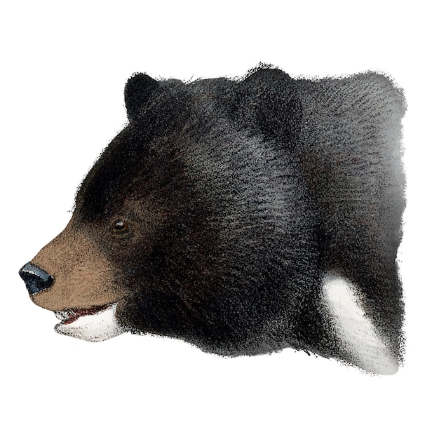 Vintage black bear png sticker animal illustration transparent background More Digitally enhanced from our own 1900 edition of the book The Great and Small Game by Richard Lydekker