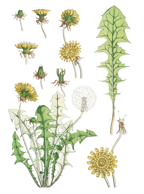 Vintage dandelion flower parts transparent png design element