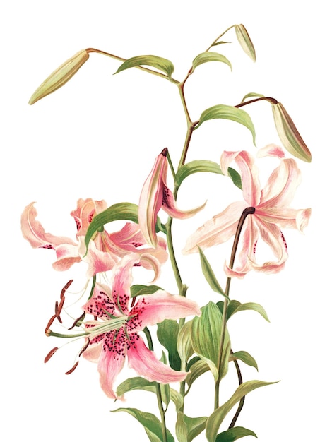 Vintage pink lily flower botanical png illustration remix from artworks by L Prang Co