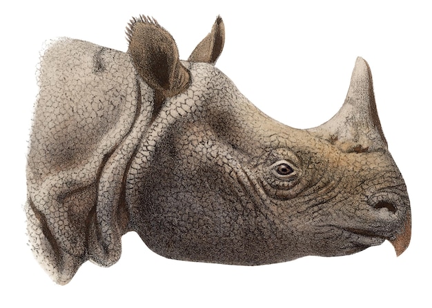 Vintage rhino png sticker animal illustration transparent background More Digitally enhanced from our own 1900 edition of the book The Great and Small Game by Richard Lydekker