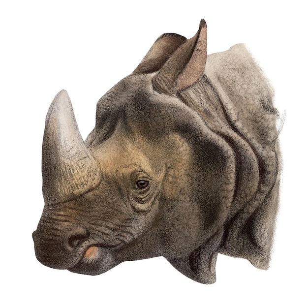 Vintage rhino png sticker animal illustration transparent background More Digitally enhanced from our own 1900 edition of the book The Great and Small Game by Richard Lydekker