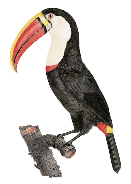 vintage toucan bird sticker png hand drawn