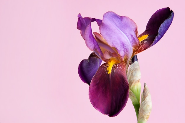 violet irise on pink background