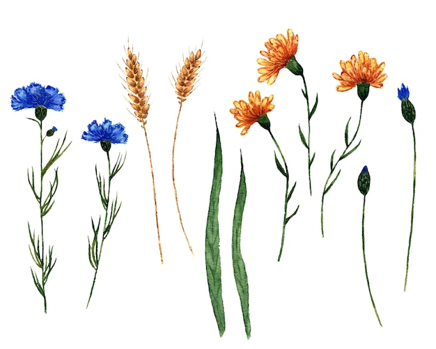 Watercolor set of field plants hand drawn illustration of isolated on white